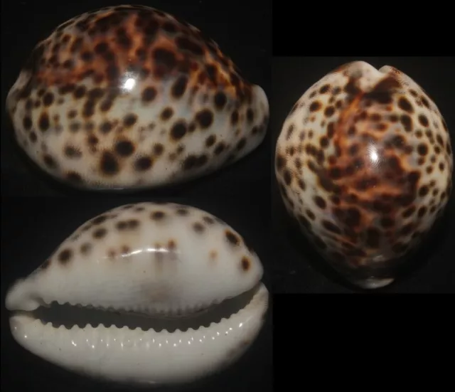 Tonyshells Seashells Cypraea tigris CALLOUS THICK TIGER COWRIE 55mm F+++/gem,