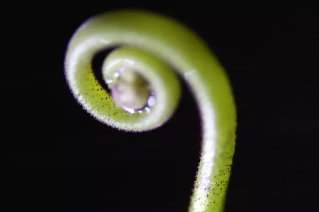 Fleischfressende Pflanze, Drosera aliciae Jung, rosettenförmige Sonnentau 3-5cm!