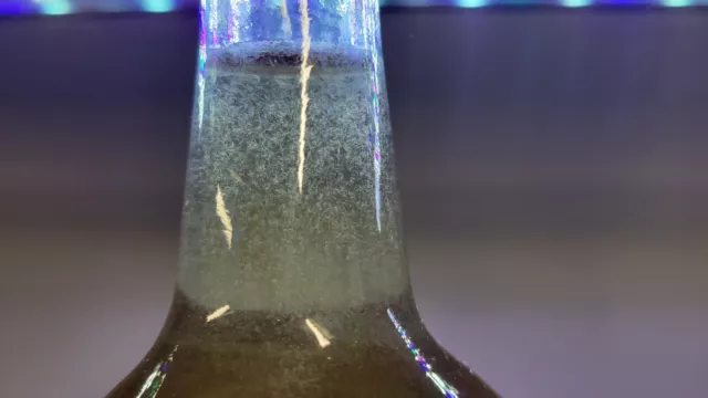 Vinegar eel starter culture LIVE  food for newborn bettas, Rams, Killfish.