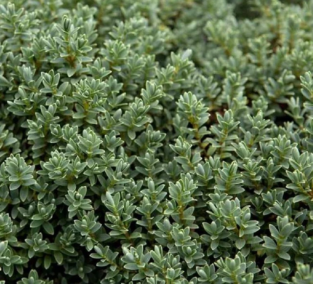 Shrub Plug HEBE SUTHERLANDII PERENNIAL Evergreen Shrub Plug Plants Pack x6 £5.95 ...