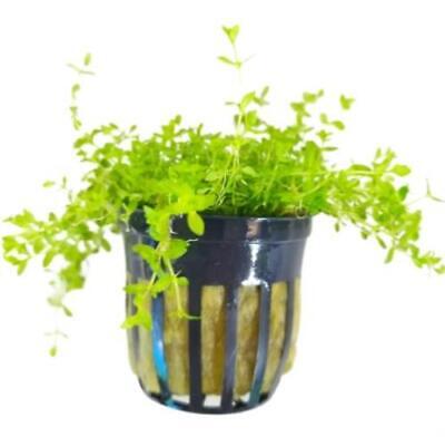 Pearl Weed Micranthemum micranthemoides Live Aquarium Plant potted (Buy 2, Get 1