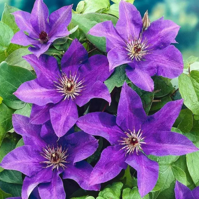 Clematis 'The President' Kletterstrauch 9 cm Topfpflanzen Pack x3