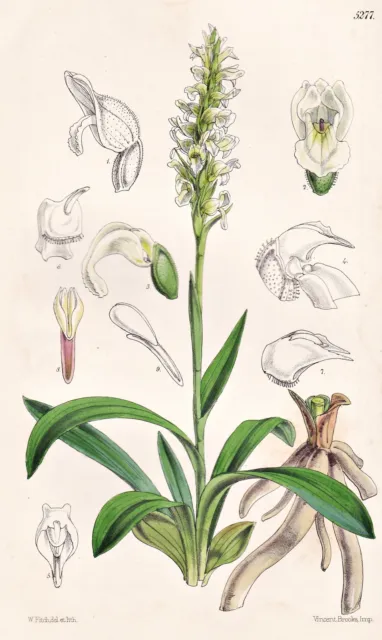 Spiranthes Gernua Australia Blume Botanik flower botany lithograph Curtis 5277