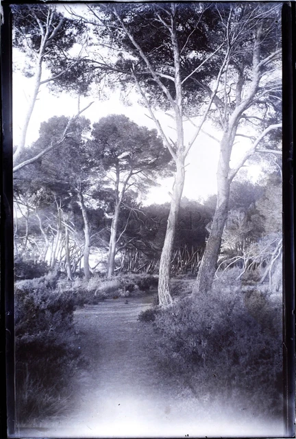 FRANCE Route Leading to the Beach Landscape c1900 NEGATIVE Vintage Photo Glass Plate