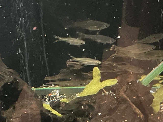 9 Scissor Tail Rasbora  Tropical Fish