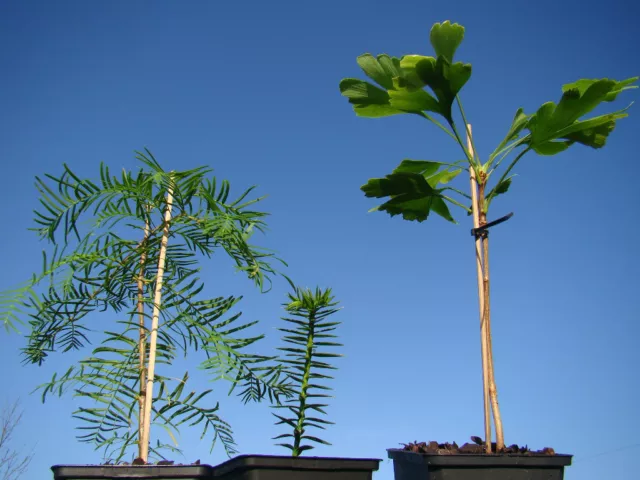 BLACK FRIDAY PLANT COLLECTION 1 Araucaria, 1 Metasequoia, 1 Ginkgo trees