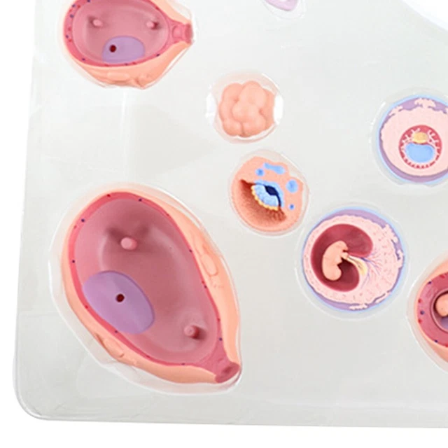 4D HUMAN EMBRYO Development Anatomical Model Fetal Growth Organ ...