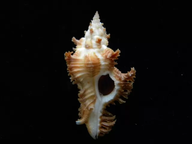 Sea Shells Chicoreus crocatus 55mm ID#3792C