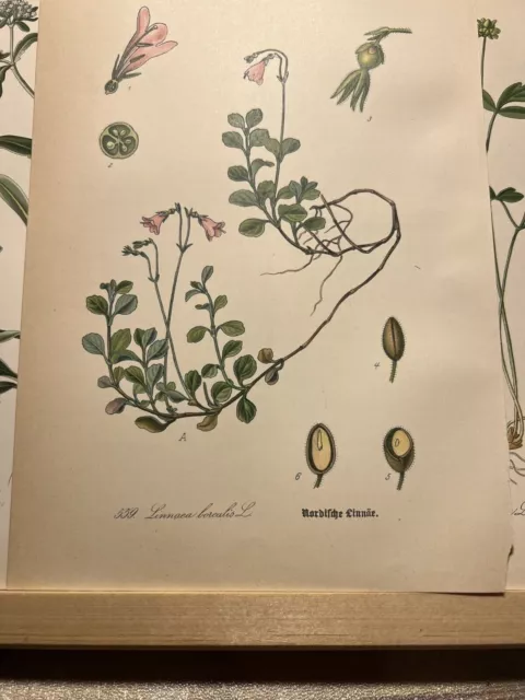 Illustration 1886 Pictures Lithograph Flora Botanica Flower Plant Fruits Antique 3