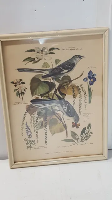 Arthur Singer Bird Print Framed #4 in Series Mockingbird  Flowers Nature 139