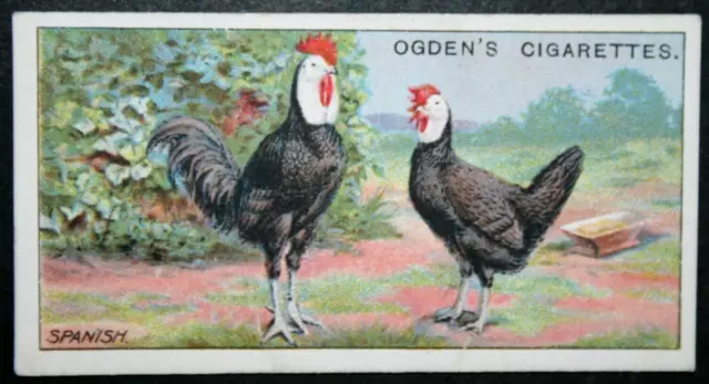SPANISH Chickens  Vintage 1915 Illustrated Poultry Card  BD12M