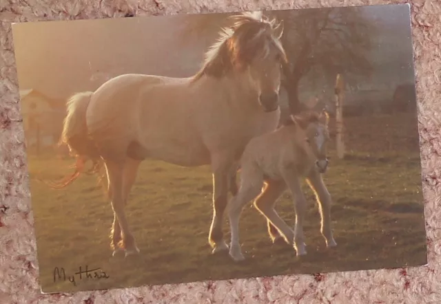 Pferdepostkarte AK Pferd Fjordperd Norweger mit Fohlen Frankreich