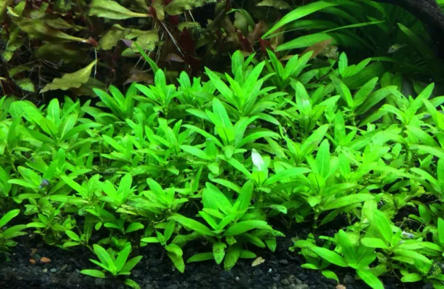 *BUY 2 GET 1 FREE* Staurogyne Repens Clump S. Repens Live Aquarium Plants ✅