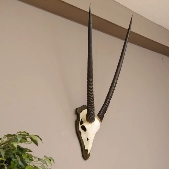 Orix ( Gazella) Antílope Gacela Gemsbok África Trofeo de Calavera Hornlänge 90CM