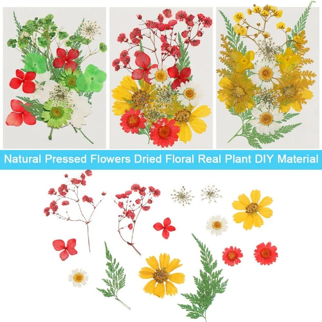 Hágalo usted mismo Relleno de resina artesanías flores secas molde relleno flores belleza calcomanía