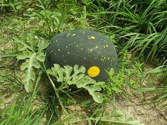 RARE Yellow Moon & Stars Giant Watermelon 10 Fresh Organic Seeds * Unique * 90-1