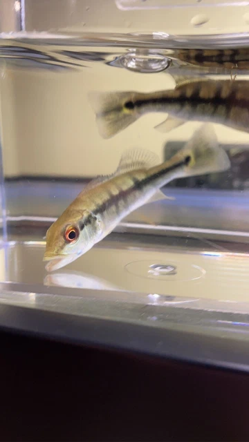 3”-4” PEACOCK BASS live tropical aquarium monster fish *PLS READ DESCR*