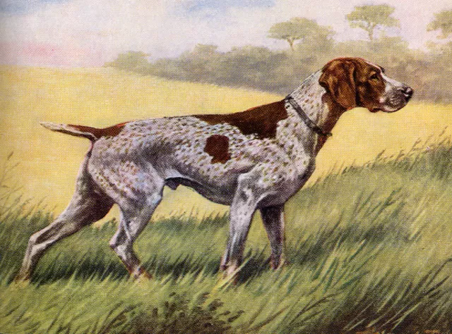 German Shorthaired Pointer Lovely Dog Greetings Note Card Beautiful Standing Dog