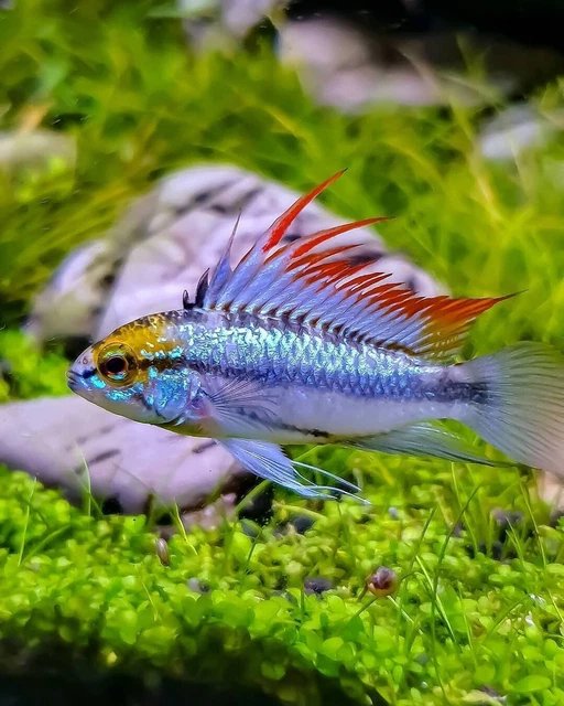 Apistogramma Trifasciata 1m/2f Trio - Captive Bred Dwarf Cichlids Live Fish!!!