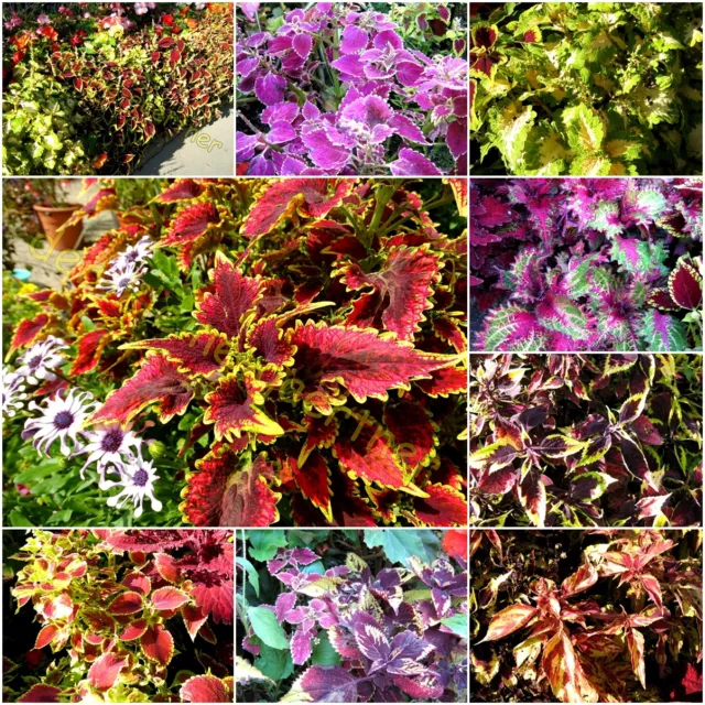 Buntnessel Mehrjährig Coleus Blumei Herrlich Leuchtender Rainbow  Mix 200 Samen