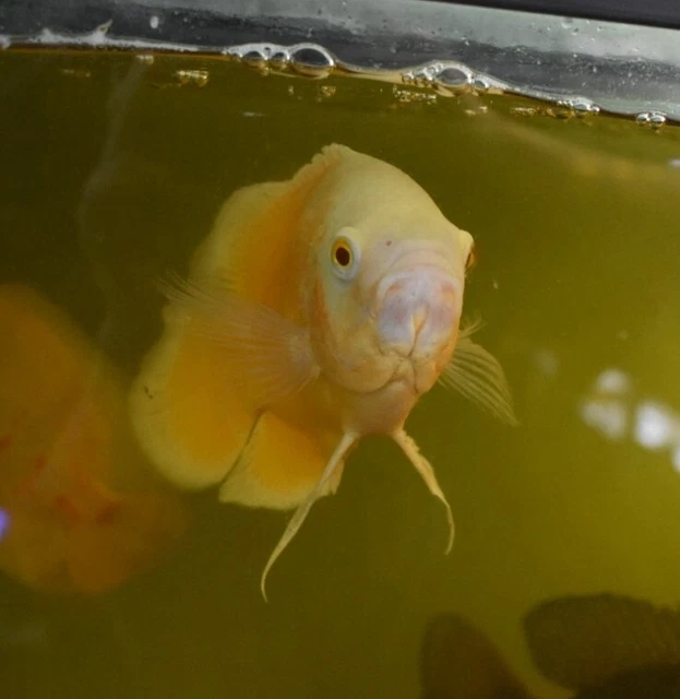 Live Red Ruby Oscar Cichlid (2-2.5" Freshwater Aquarium Fish) *PLS READ DESCR* 8