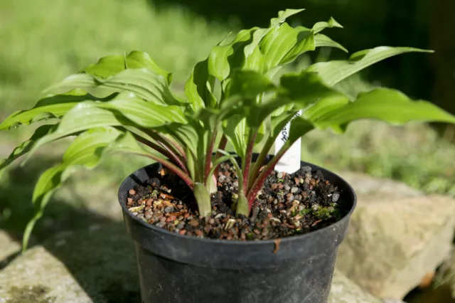 Kleine Hosta Funkie Little Red Rooster , ca. 20 cm, rotgestielter Augenschmaus