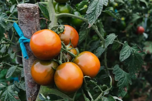 25 graines de Tomate KUMATO legumes SAVEURS RICHES