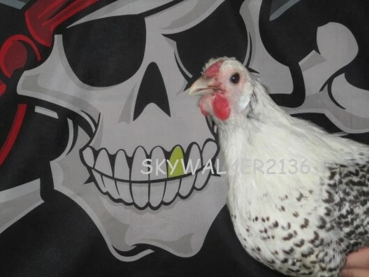 6+ SUPER RARE Silver Deathlayer Chicken fertile hatching eggs