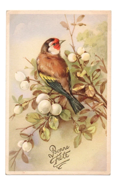 Cardellino .oiseau. Buona Fête
