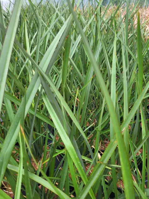 Phormium Tenax - New Zealand Flax - 3 Litre Pot - Potted Plant