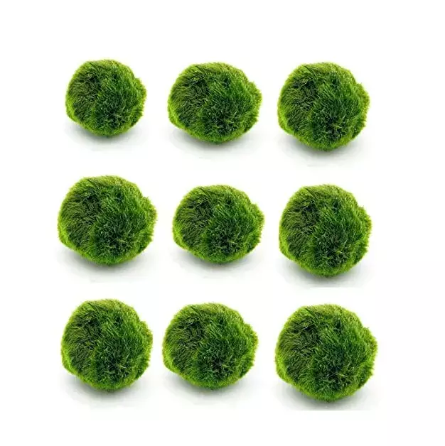 5 Marimo Moss Balls 1-1,5 inches Cladophora Live Plant Aquarium in USA.