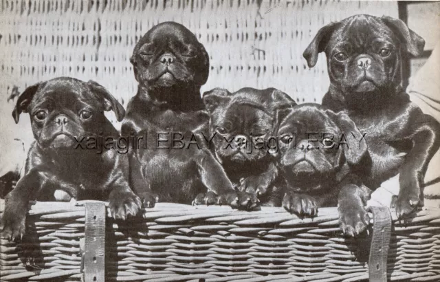 DOG Pug Black Puppies in Basket, Champion Sire (Named), Vintage Print 1930s