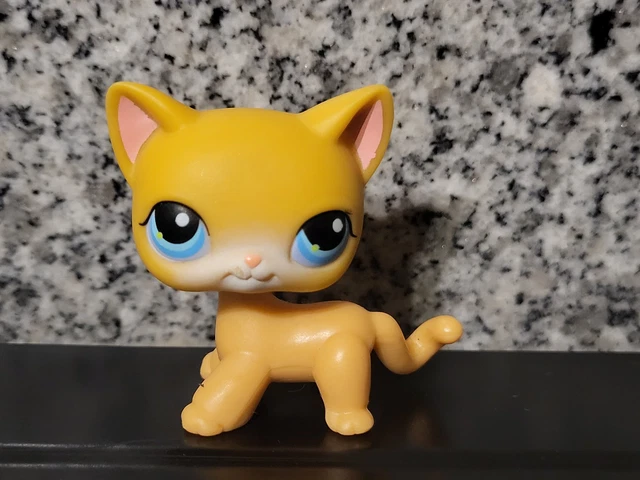 Petshop Chat Européen 1170 Authentique
