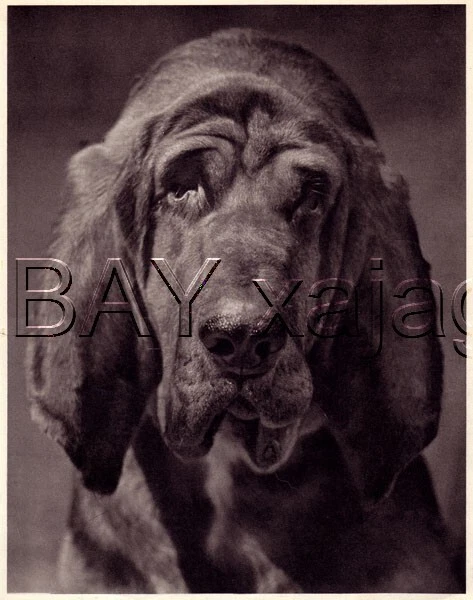 DOG Bloodhound Portrait, Lovely Quality 1941 Print