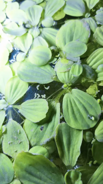 X5 Pots 1,5L pour plantes - plastique souple - PLANTE CARNIVORE