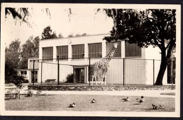 Ireland - Dublin Zoo Giraffe House 1957 RP Postcard - Royal Zoological Society