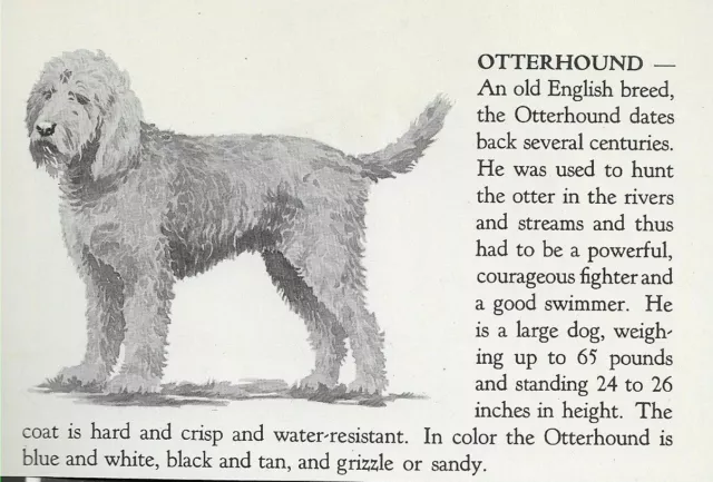 Otterhound - 1940 Vintage Dog Art Print - Matted
