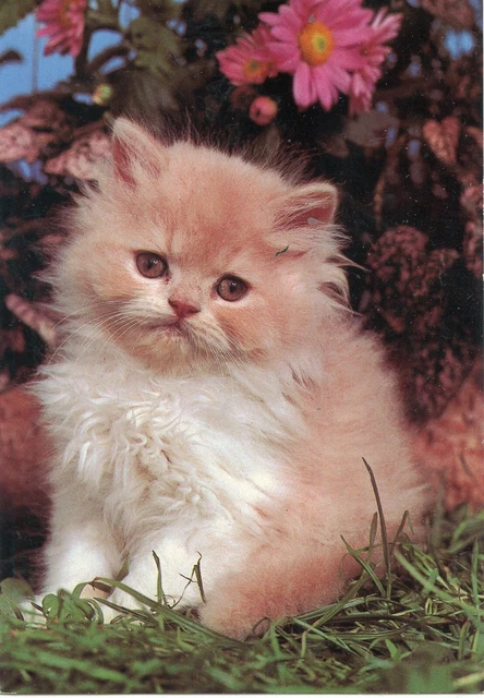 Cpsm / Carte Postale / Chat / Cat //