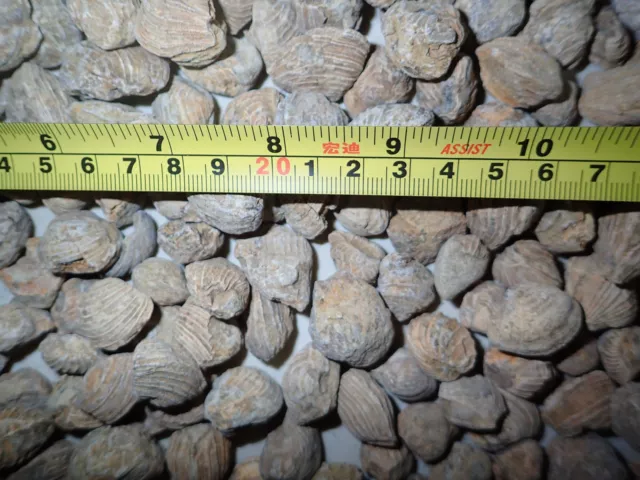 FOSSIL Brownish SEASHELL from Africa 2.5 to 12 GRAM pieces 120 GRAM Lot