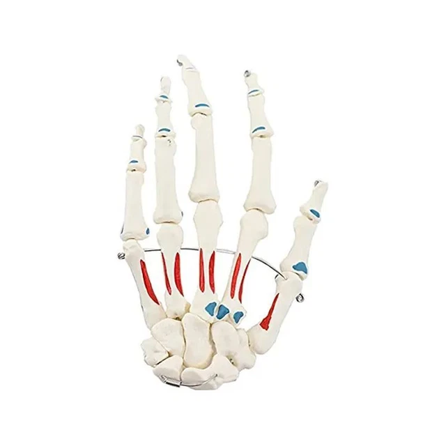 Human Hand Joint Model Bone Skeleton Palm Skeletal Structure Muscle Coloring