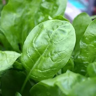 Spinach F1 'Amazon' 200 Seeds , Baby Spinach organic