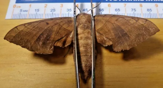 Walnut Sphinx Moth Amorpha juglandis Sphingidae Lepidoptera Southeast Texas F21