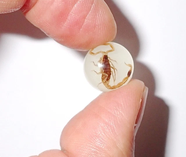 Insect Cabochon Golden Scorpion Specimen Round 13 mm Glow 1 piece Lot