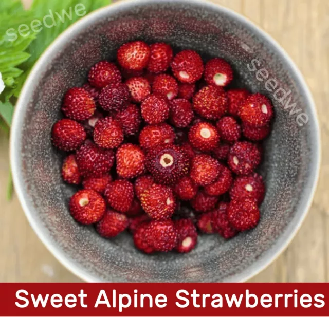 500 Sweet Alpine Strawberry Seeds Red Juicy Strawberries Seed Heirloom Fruit