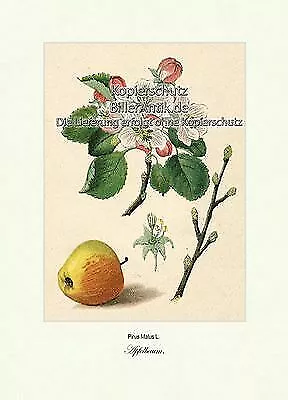 Apfelbaum Pirus Malus Kernobstgewächse Maloideae Rosales Vilmorin A3 312