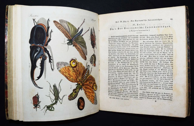 Bertuch, Naturgeschichtliche Belustigungen 1811 42 HANDKOLORIERTE KUPFERSTICHE