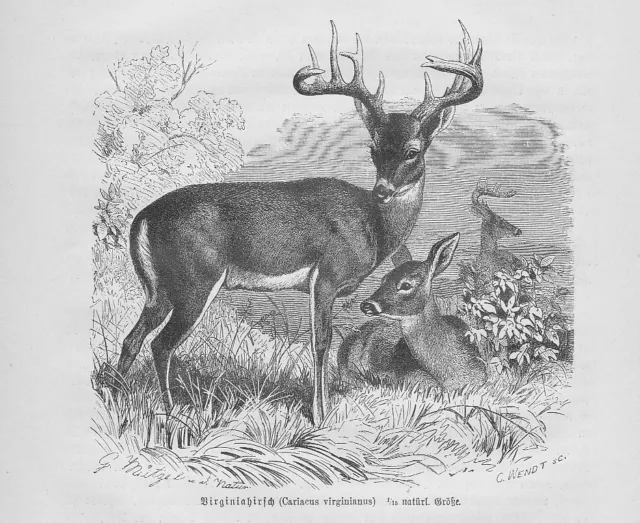 Weißwedelhirsch Virginiahirsch Odocoileus virginianus Holzstich von 1891 Hirsche