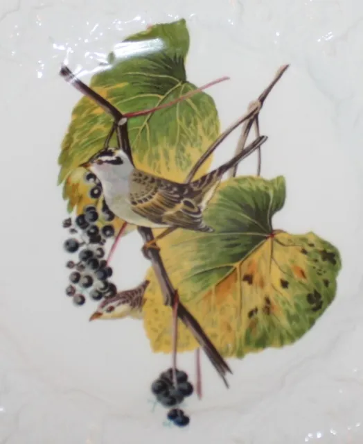 Vintage ALFRED MEAKIN England BIRDS OF AMERICA 9 " Plate WHITE CROWNED SPARROW