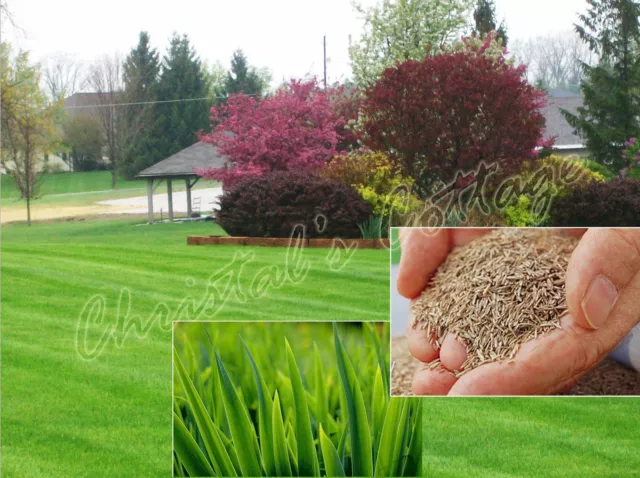 250g HARD WEARING LAWN GRASS SEED CREATE REPAIR ENHANCE