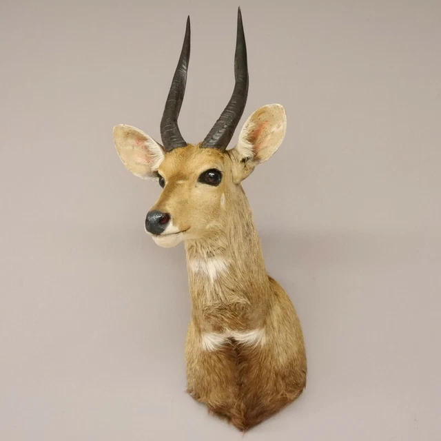 Antílope África Cabeza Hombros Preparado Trofeo Hl 32,4 CM Decoración